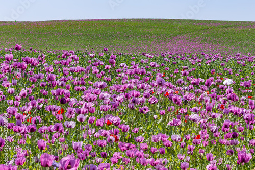purple poppy field with blue sky