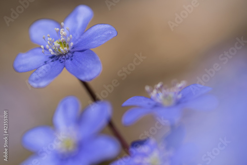 un bel gruppo di fiori primaverili  i primi anemoni con il loro colore blu viola fanno la loro comparsa nei prati in primavera  dettagli di anemoni 