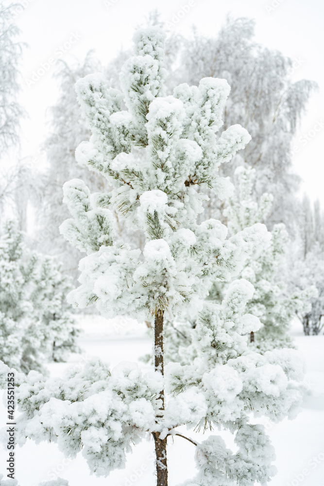 Small pine tree covered with snow on a cloudy day Small pine tree covered with snow on a cloudy day