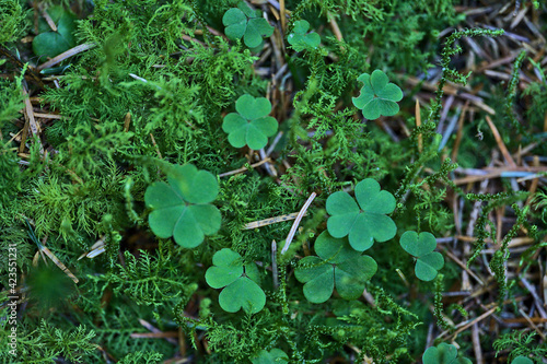 Wallpaper Mural Beautiful close-up view of shamrock leaves (Irish national symbol) with green moss in deciduous forest, Dublin, Ireland. St Patrick's Day decoration Torontodigital.ca