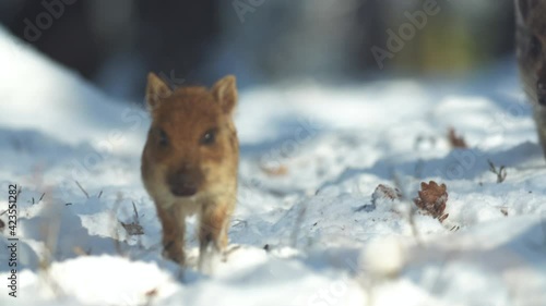 Closeup young wild boars Sus scrofa calm piggy walking in dark woods. Wildlife tranquil scene of animals of long furry. Strong nose and well smell sense to search food in omnivorous mammal