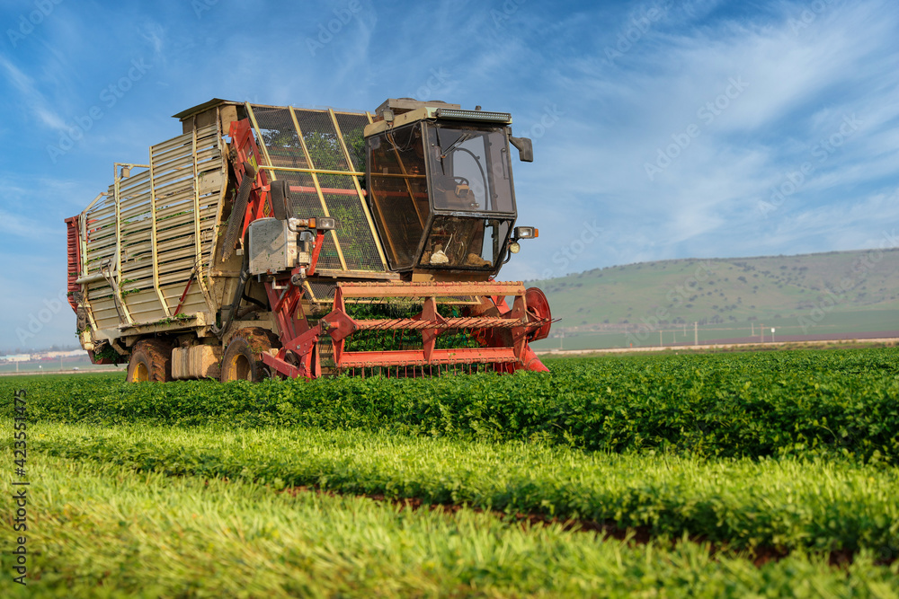 Fototapeta premium Agriculture machinery chops herbs in a green agricultural field.