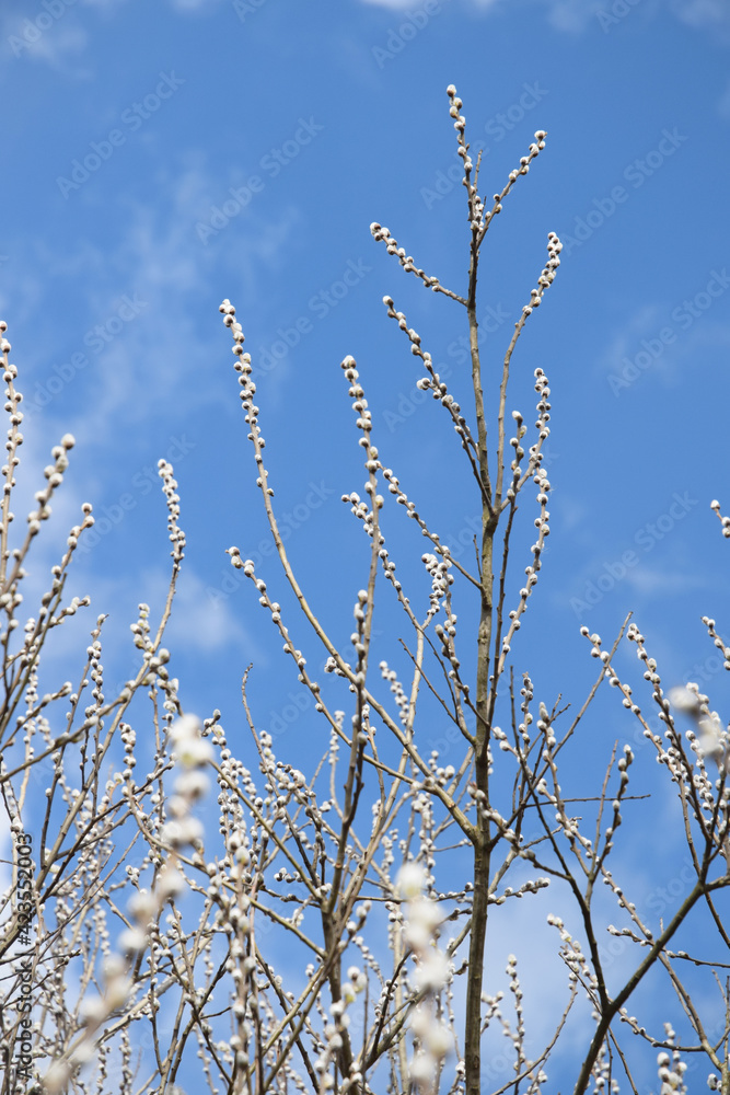 pussy willow spring time