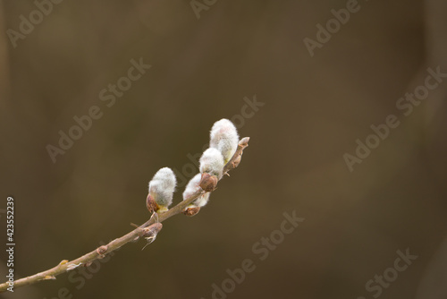 beautiful Willow Catkins in Early Spring