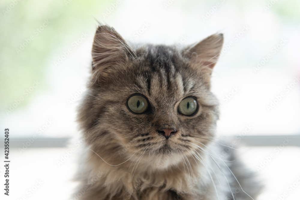 Chinchilla persian cat Chinchilla persian cat