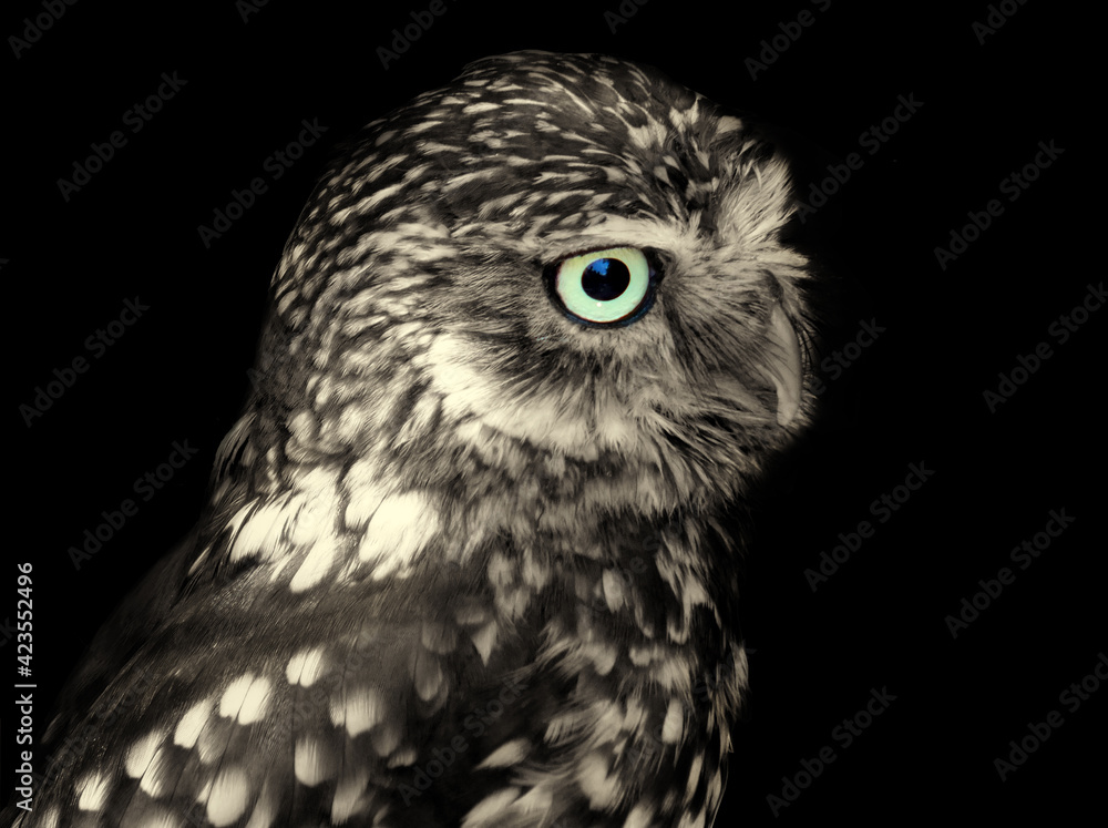 Obraz premium toned image of a little owl face in close up on a black background