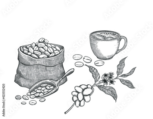 set of coffee beans in bag in graphic style hand-drawn vector illustration.