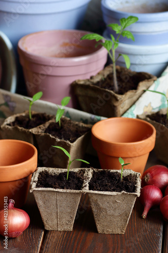 Seedlings in biodegradable cardboard pots and clay flower pots on dark moody background, closeup, eco farming and gardening, cottagecore living, slow life concept