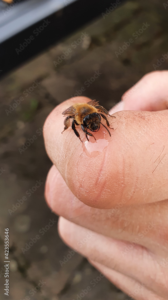 Obraz premium Wildbiene