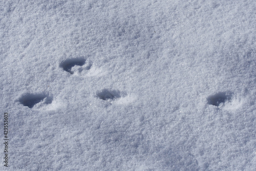 Hasenspur im Schnee © Karin Jähne