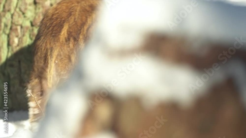 Closeup young wild boars Sus scrofa, excited piggy running off into dark woods. Wildlife scene of furry animals in natural habitat. Strong nose and well smell sense to search food in omnivorous mammal