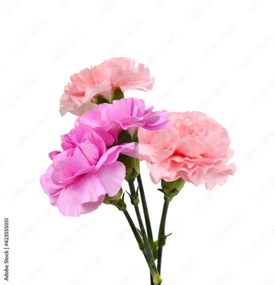 Stack Carnation flowers on white background