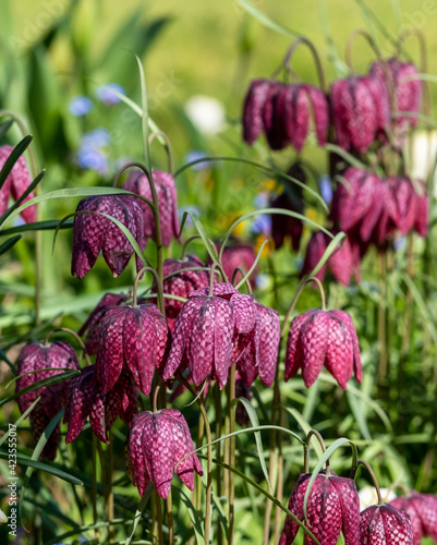 Stunning Snake's Head Fritillary flowers growing wild in the grass, outside Eastcote House Gardens, London Borough of Hillingdon, UK. 