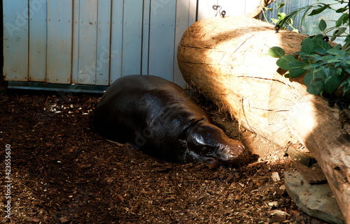 Śpiący mały hipopotam w zoo