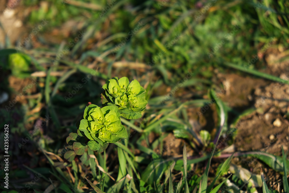 Blooming wild flower in early spring
Blooming wild flower in early spring