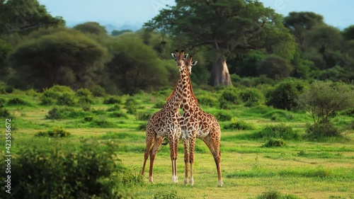 The giraffe Giraffa camelopardalis is an African even-toed ungulate mammal, the tallest living terrestrial animal and the largest ruminant. It is classified under the family Giraffidae.