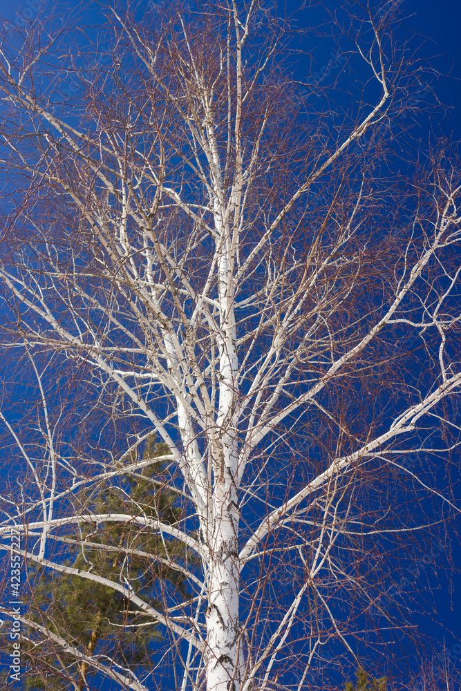 Birches in the early spring. Central Russia. Birches in the early spring. Central Russia.