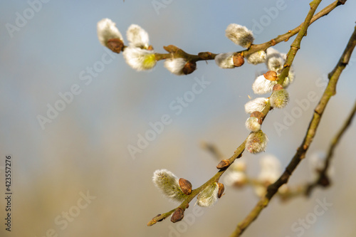on the willow branch small willow catkins buds blossoming