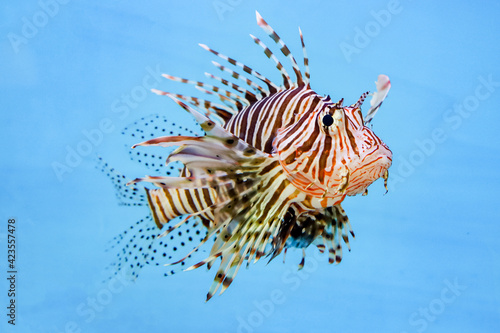 The red lion fish in water on blue background