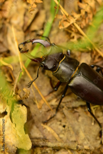 Wallpaper Mural little bug in the nature Torontodigital.ca