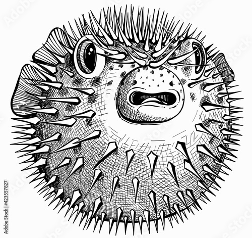 Vector graphic drawing. Exotic puffer fish of a round shape drawn by a dashed line by hand.