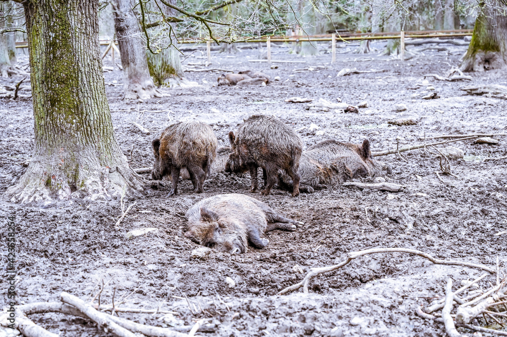 wild boar in the snow wild boar in the snow