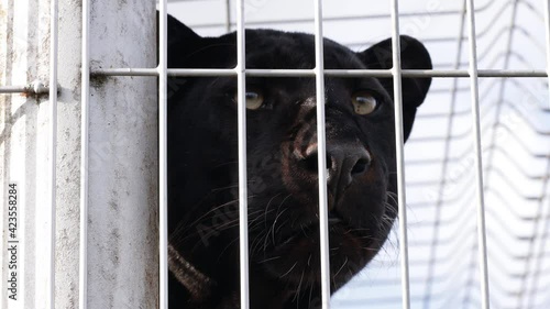 Close up view of Black Panther in the zoo cage .  