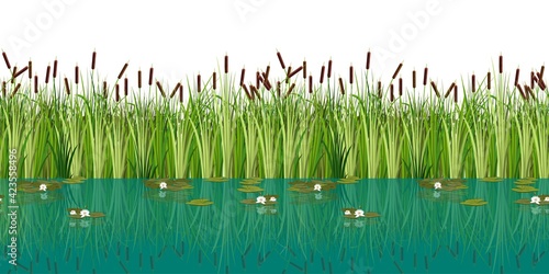 Vector water lilies and cattails in the lake. Vector illustration of attractive blossom water lily and reeds in the pond.