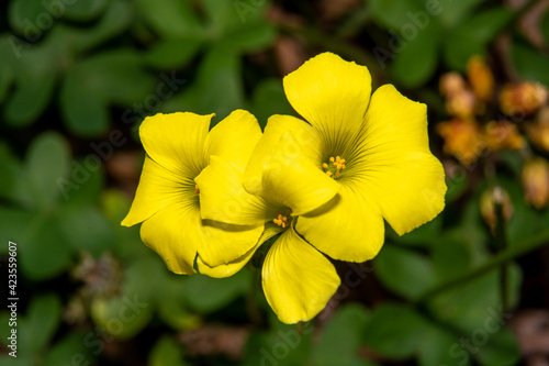 Fotografie Fotografía horiontal Oxalis pes caprae, flor típica jardín amarilla