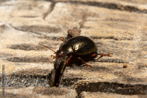 Obraz na plátně Escarabajo dorado caminado por un tocón de madera seco