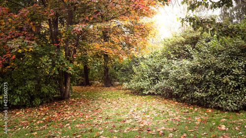 urban autumn park landscape
