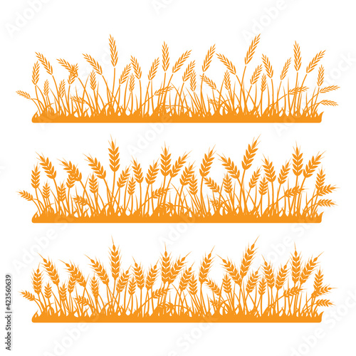Wheat field. Spikelets of golden wheat  rye  barley on a white background. Vector