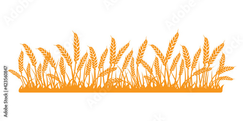 Wheat field. Spikelets of golden wheat, rye, barley on a white background. Vector