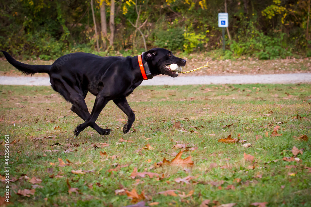 Black Lab Running with Training Toy in his Mouth