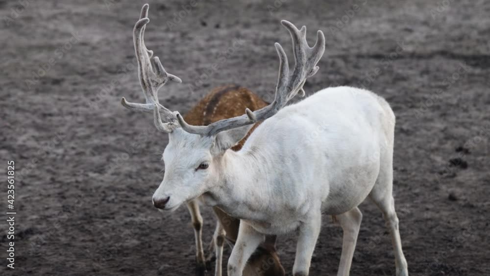 White color albino male fallow deer (Dama Dama ) with big horns waiting for feed in the zoo. White color albino male fallow deer (Dama Dama ) with big horns waiting for feed in the zoo.