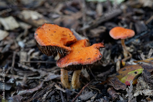 Close up of mushroom in forest
