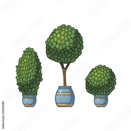 Decorative trimmed circle plant in pot isolated on white background.
