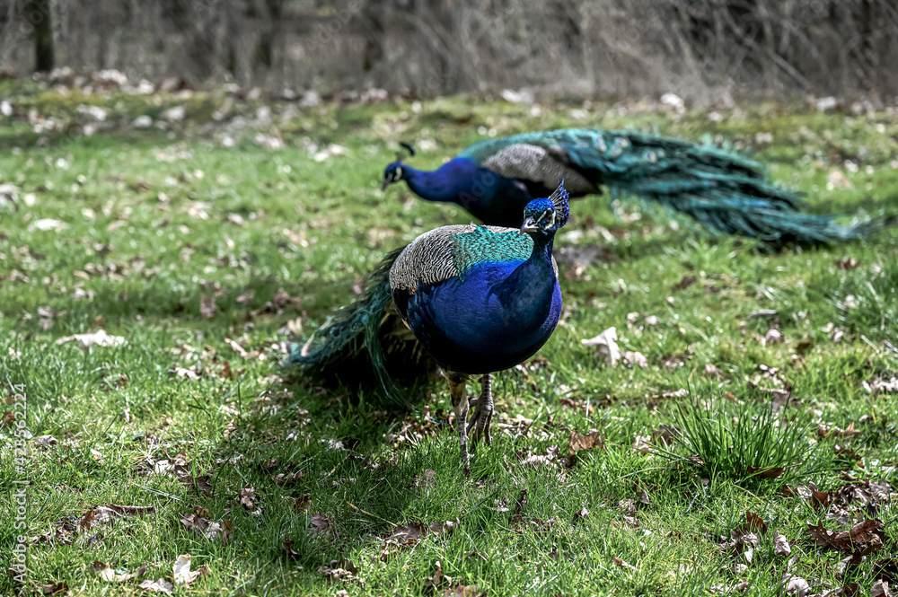 Fototapeta premium peacock in the park