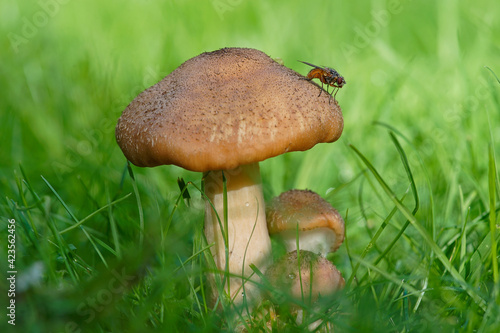 Close-up of mushrooms over the flies