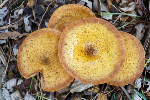 Close up of mushroom in forest