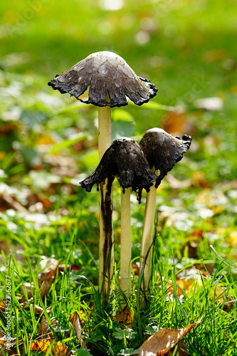 Close up of mushroom in forest