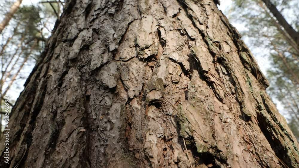 The surface of the brown pine tree bark close-up. Structural rough pine bark. The camera moves down. Slow motion. The surface of the brown pine tree bark close-up. Structural rough pine bark. The camera moves down. Slow motion.