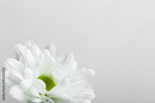 flowers, close-up of a flower with white petals with a green pistil on a white background, with space to write above, horizontal photo