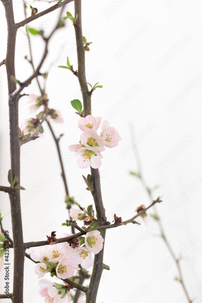 Zweig mit japanischer Zierquittenblüte