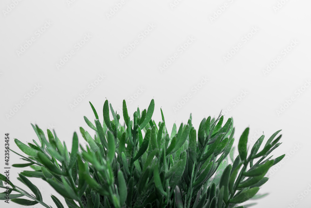 Obraz premium closeup of the leaves of a green plant on a white background, there is space to write above, horizontal photo