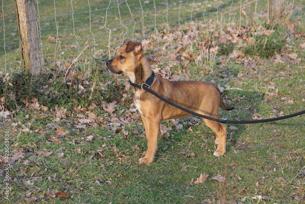 jack russell terrier,hund, cane corso