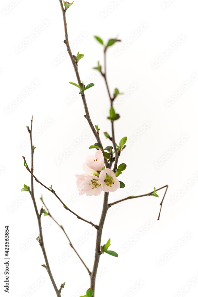 Zweig mit japanischer Zierquittenblüte