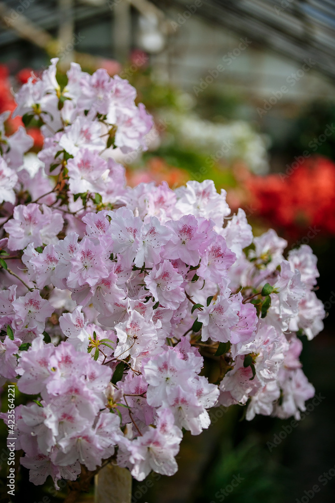 blooming azaleas in the botanical garden blooming azaleas in the botanical garden