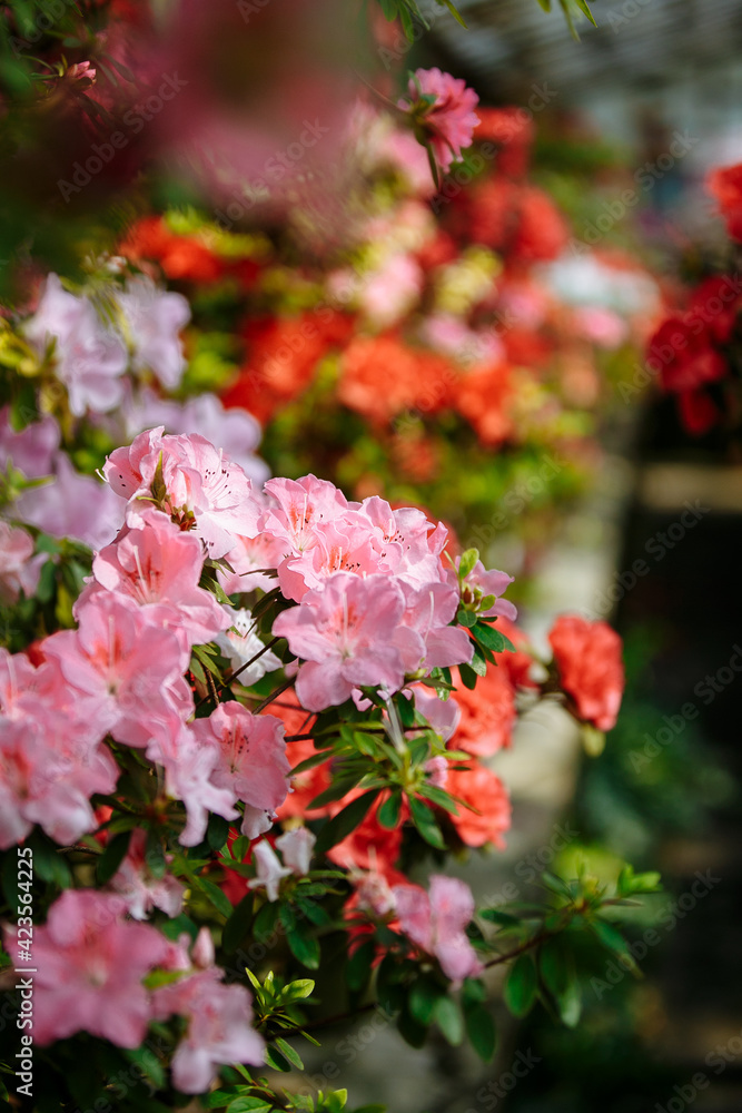 blooming azaleas in the botanical garden blooming azaleas in the botanical garden