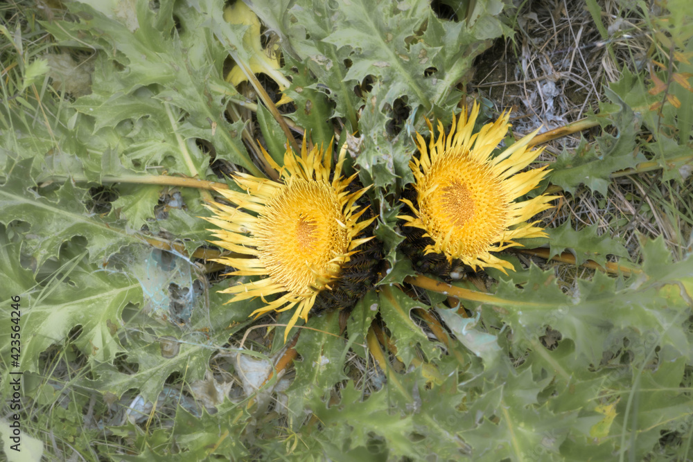 Closeup flower stemless carline thistle, Carlina acaulis Closeup flower stemless carline thistle, Carlina acaulis